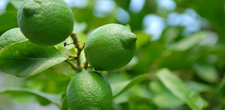 香川県産 璃の香